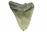 Serrated, Fossil Megalodon Tooth - North Carolina #308531-2